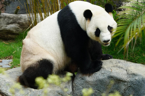 Fuzhou: Fuzhou Panda World - Giant Pandas and Red Pandas