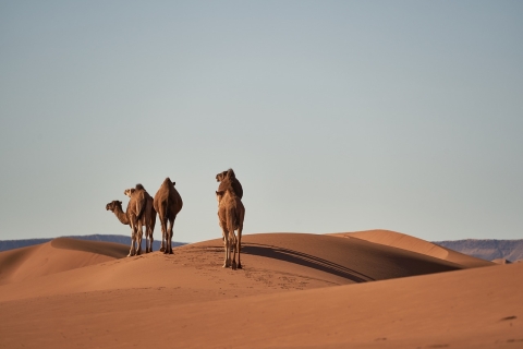 Doha: tour combinado de día completo por la ciudad y safari por el desierto