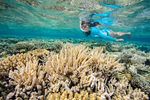 Hurghada: Excursión en barco a la Casa de los Delfines con snorkel
