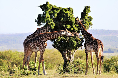 From Nairobi: Private 3-Day Masai Mara Big Five Game Drive