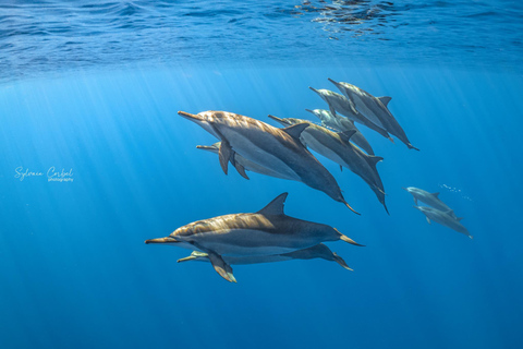 Reunion: Dolphin and Whale Excursion in Saint-Gilles