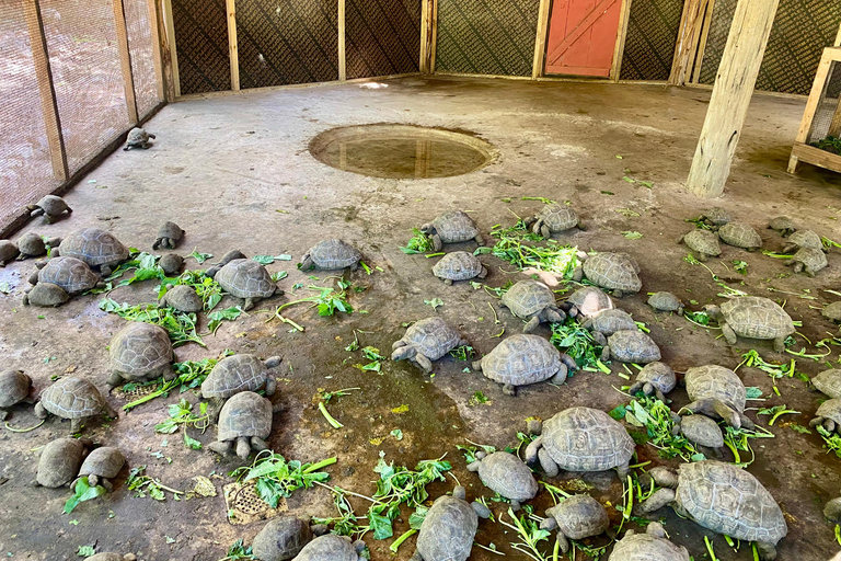 Zanzibar: Nakupenda Sandbank & Prison con Pranzo Incluso Honeymoon & Wedding Anniversary