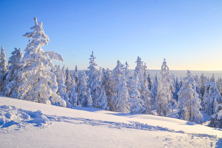 1-stündiges Schneemobil-Safari-Abenteuer in Rovaniemi