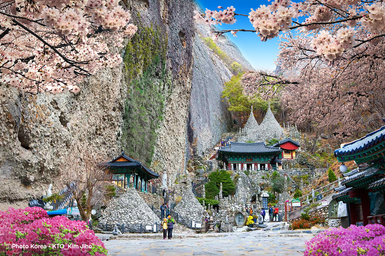 Seúl: Excursión de un día por la floración de los cerezos de primavera en CoreaGwangyangMaehwa y Jeonju desde la salida 8 de la calle Hongdae