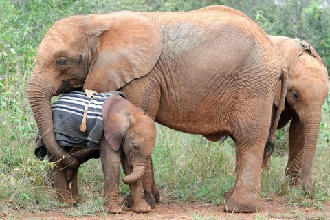 Nairobi : visite privée du parc national, de l&#039;éléphant et de la girafe