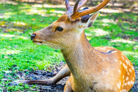Nara: tour guiado a pie con ciervos y templos