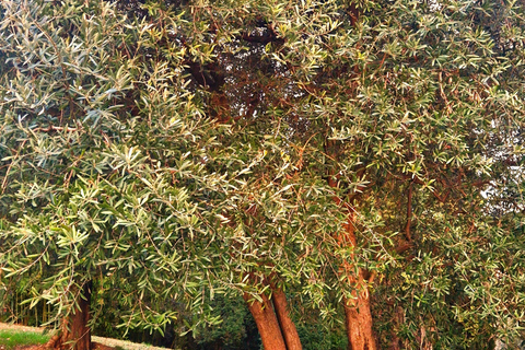 Modena: Organic & Traditional Balsamic Vinegar Tour with EVO Oil Tasting