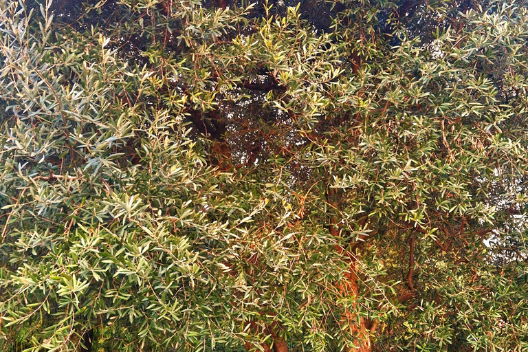 Modena: Organic & Traditional Balsamic Vinegar Tour with EVO Oil Tasting