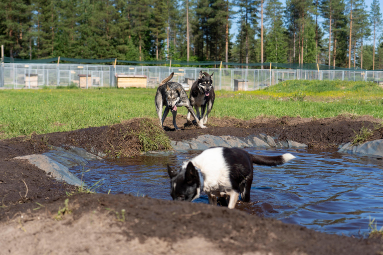 Rovaniemi: Autumn Husky Cart Ride with Hot Drink & Pickup