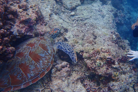 Cebu: 2-Day Private Tour Moalboal and Oslob