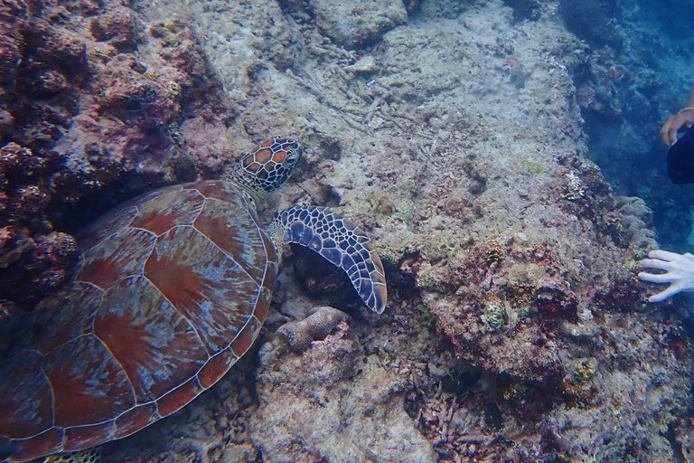 Cebu: 2-Day Private Tour Moalboal and Oslob