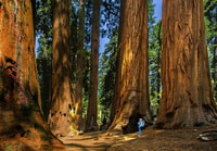 Tour por el Parque Nacional de Fresno, Premier Kings Canyon - Hizvo