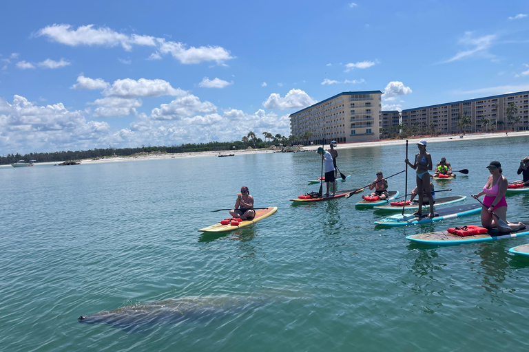 Tour d'avventura con delfini, lamantini e tartarughe marine a Bonita Springs!