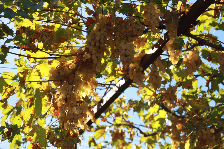 Tbilisi: Soviet Criminal World Walking Tour