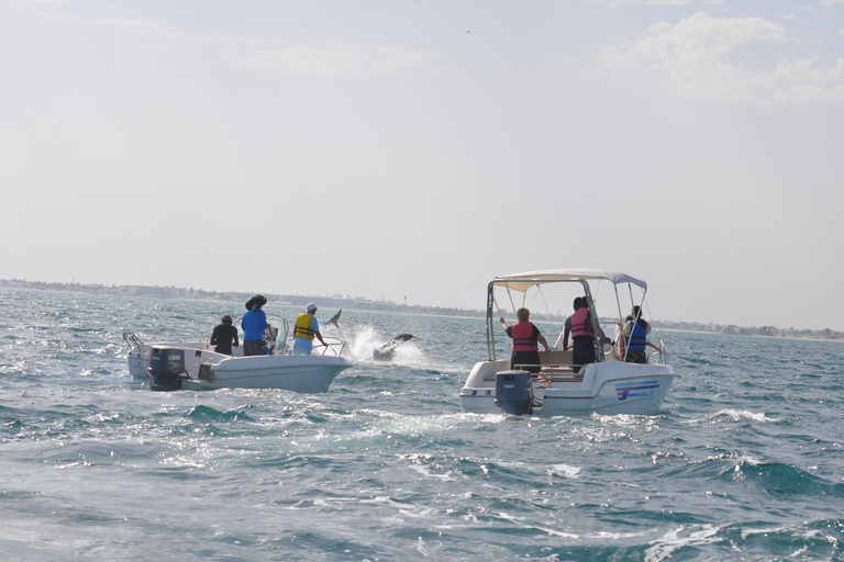 Djerba: Sunset cruise tour, dolphin watching + drinks