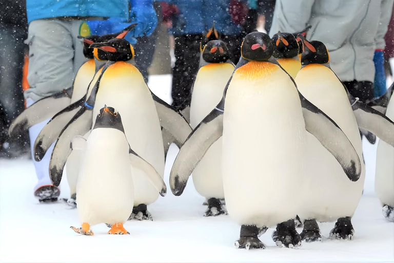 Asahiyama Adventure: Zoo+Waterfalls & Blue Pond Day Tour Meet at Exit 31 of Odori Park Subway Station