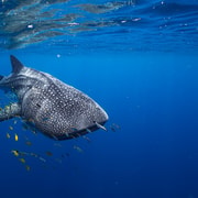Coral Bay: Whale Shark Snorkeling Tour with Lunch & Photos