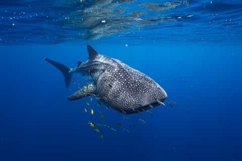 Coral Bay: Whale Shark Snorkeling Tour with Lunch & Photos - Image 3