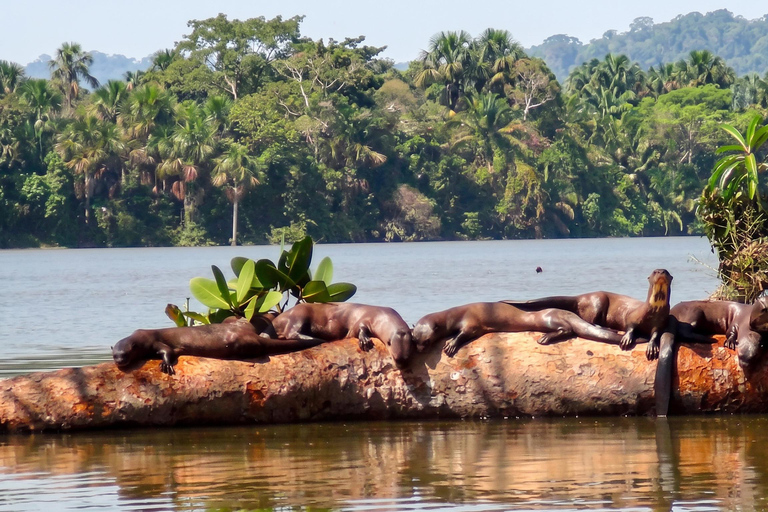 From Puerto Maldonado: 2 Days Sandoval Lake -Into the Jungle
