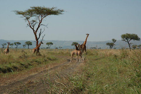 Nairobi: Impala Sanctuary, Kit Mikayi & Ruma Park Tour