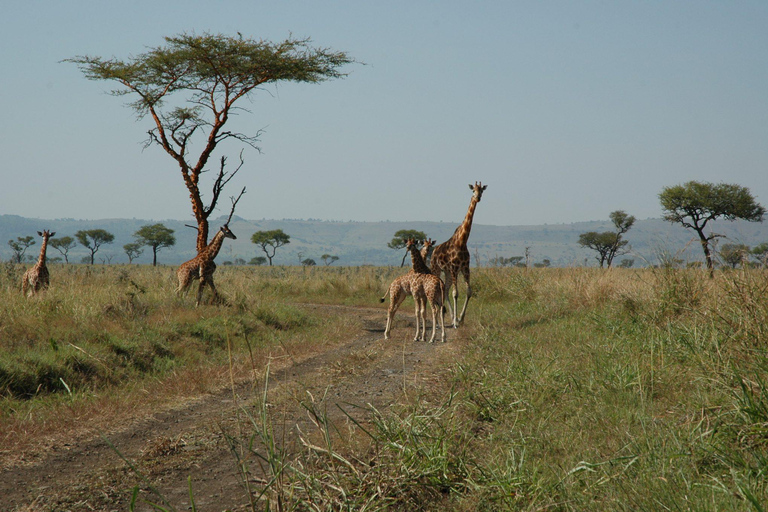 Nairobi: Impala Sanctuary, Kit Mikayi & Ruma Park Tour