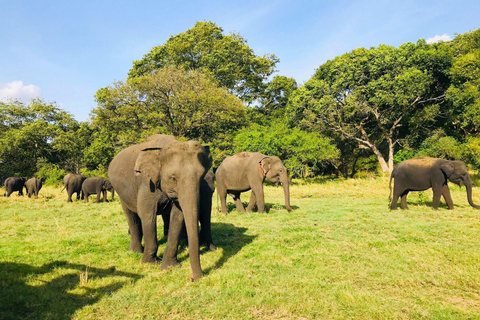 Sigiriya Rock, Elephant Safari & Ayurvedic Massage Day Trip