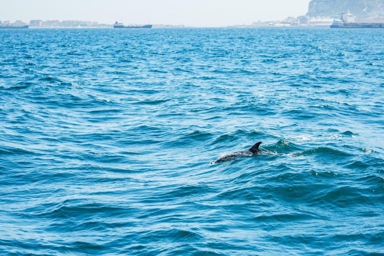 Van Malaga: Gibraltar en Dolphin Sightseeing-boottochtVanaf het strand van Fuengirola Los Boliches