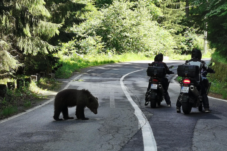 Bucharest: Top Gear Road & Wild Brown Bears, group max 8 pax Bucharest: Transfăgărășan Top Gear Road & Wild Brown Bears