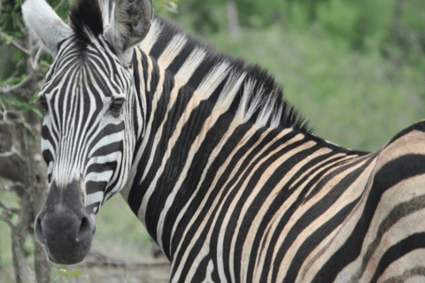 2-Day Kruger National Park Safari Tour from Johannesburg