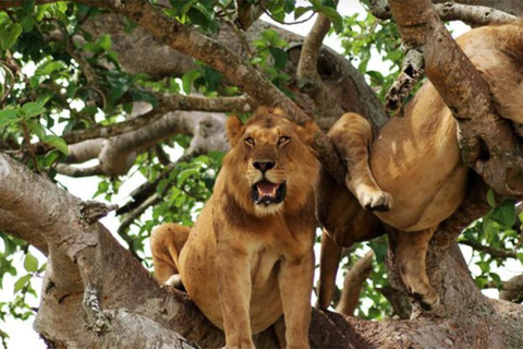 From Entebbe: 8-Day Luxury Safari with Gorilla Trekking