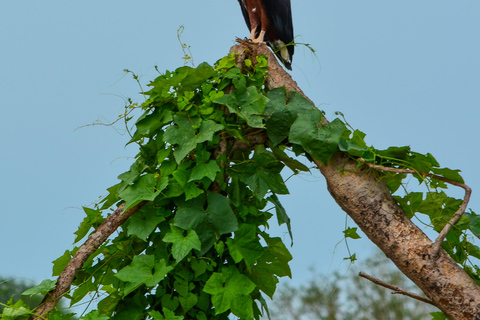 From Zanzibar: Overnight Selous G.R. Safari with Flights shared safari