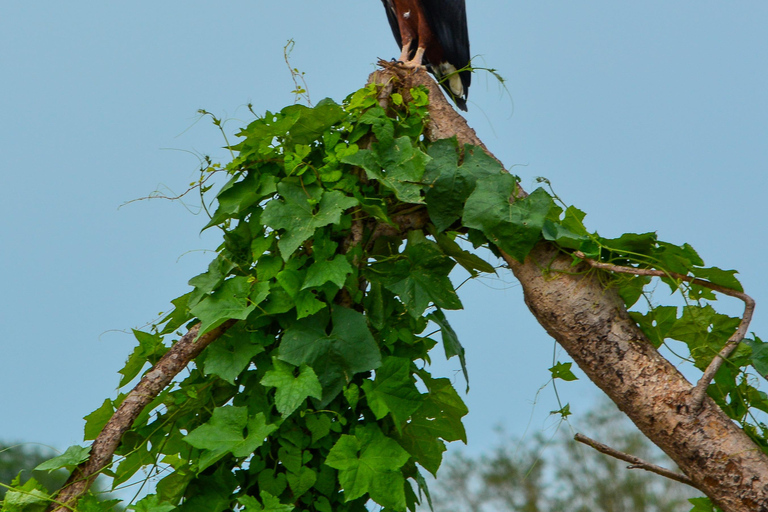 Desde Zanzíbar: Safari Selous G.R. de una noche con vuelossafari compartido