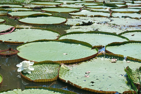 3-Day Amazon Expedition: Jungle, River & Wildlife Tour