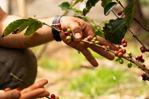 Guided visit to Ecofinca Nogales with organic food tasting