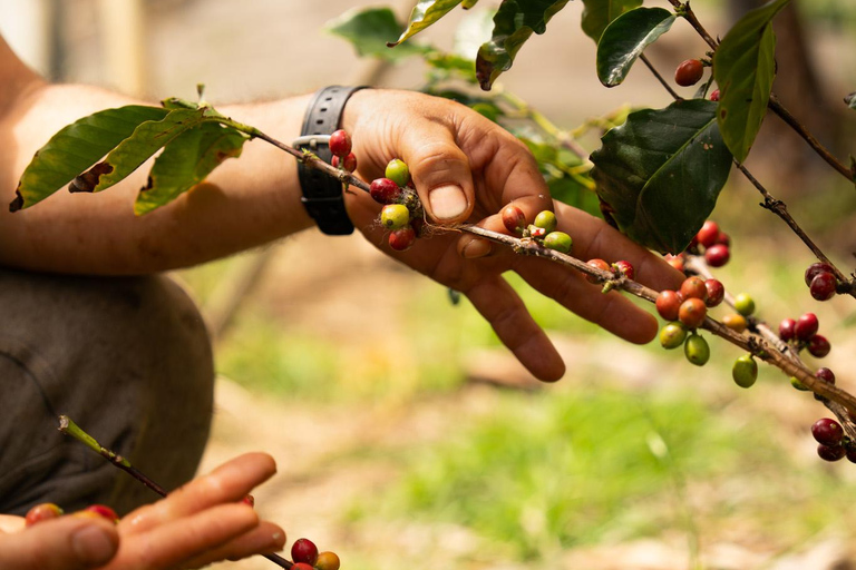 Guided visit to Ecofinca Nogales with organic food tasting