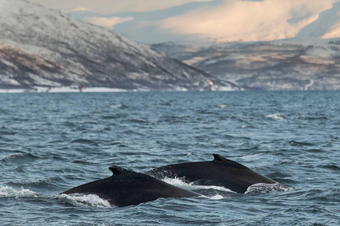 Tromsø: Responsible Whale Watching Cruise Aboard MS Alba