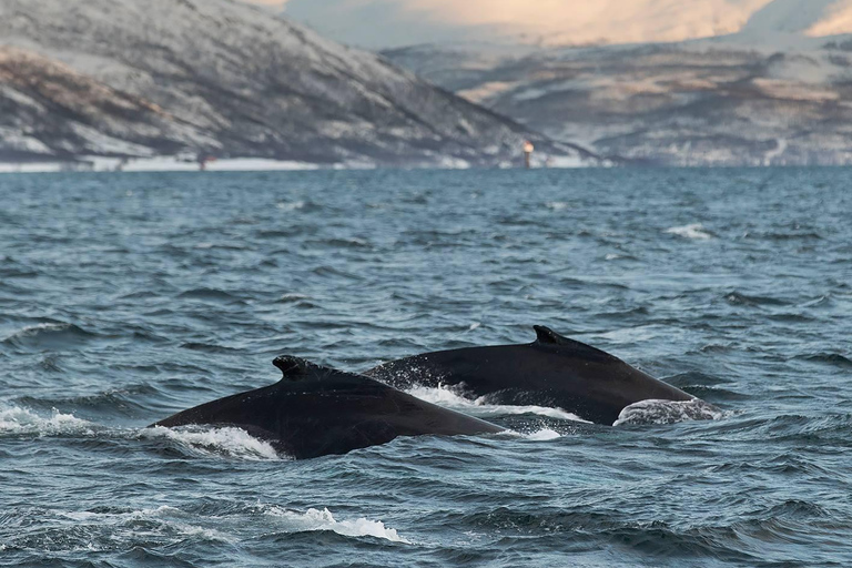 Tromsø: Responsible Whale Watching Cruise Aboard MS Alba