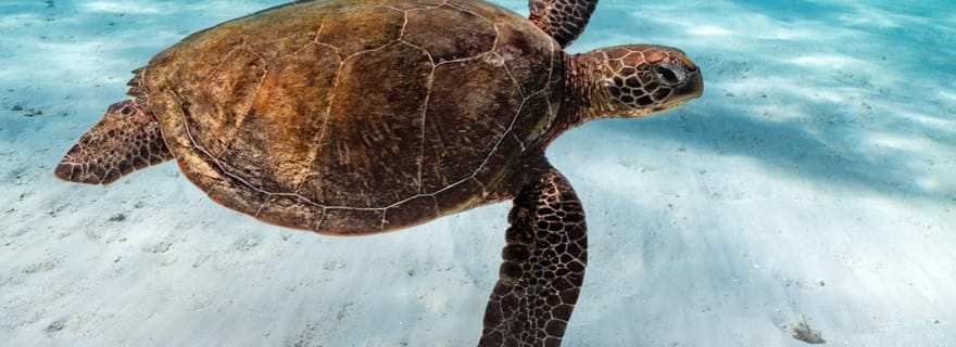 Cancún : explorez Tulum, nagez avec les tortues et visitez un cénote