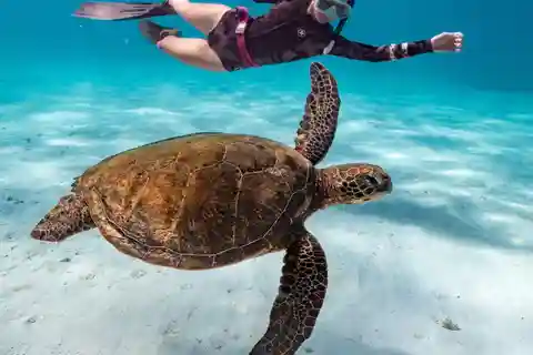 From Cancun: Half-day tour to snorkel in cenotes and sea turtles.