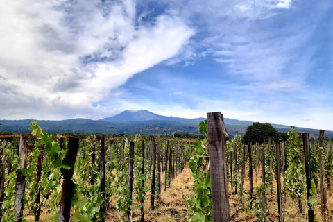 Ruta del vino con cata