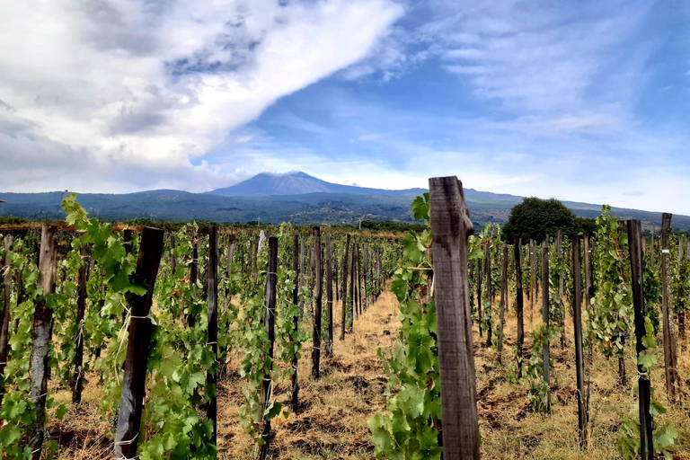 Ruta del vino con cata