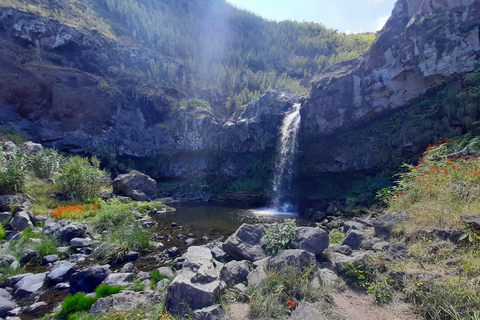 São Miguel: Moinho do Felix-Wanderung mit Besuch der Teefabrik