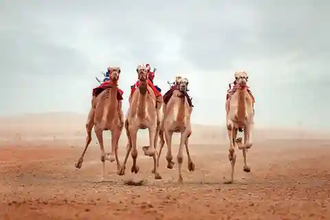 Doha: Sheikh Faisal Museum & Shahaniya Camel Race Track Tour