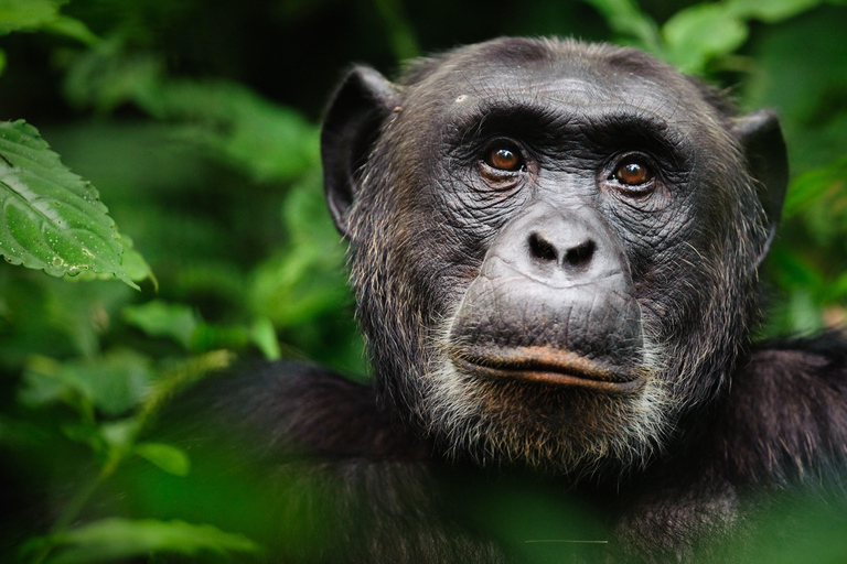 Oeganda: 10-daagse safari van Entebbe naar Murchison Falls