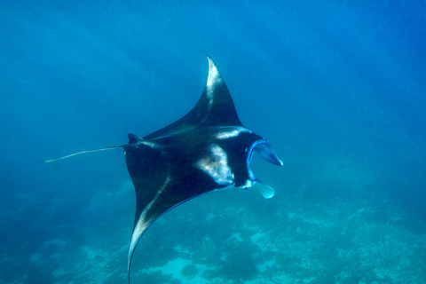 From Bali: Private Half-Day Snorkeling Tour to Nusa Penida Half Day Private Boat Trip with Hotel Transfers