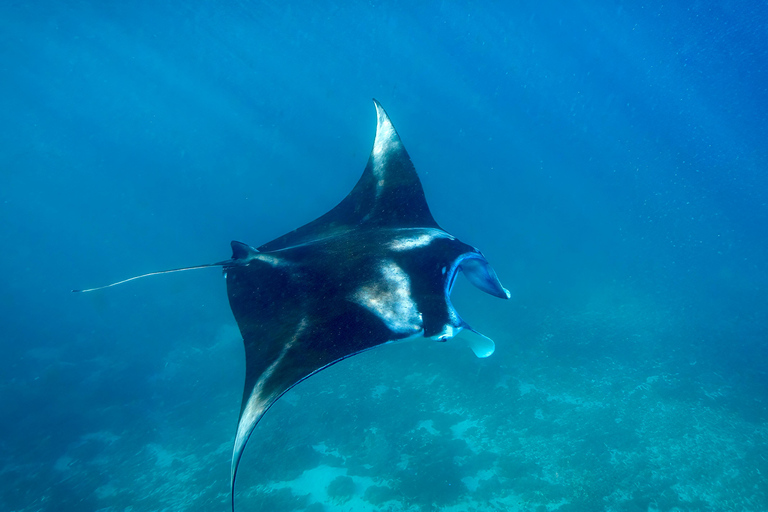 From Bali: Private Half-Day Snorkeling Tour to Nusa Penida Half Day Private Boat Trip with Hotel Transfers