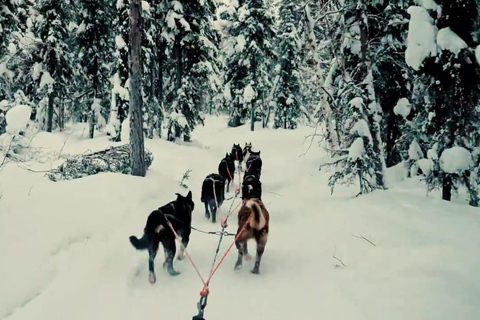 Sirkka: 1,5 km familjevänlig Husky-slädåkning