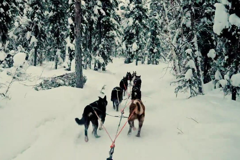 Sirkka: 1,5 km familjevänlig Husky-slädåkning