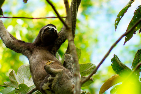 Desde Iquitos: Excursión de un día a la Reserva Nacional Pacaya Samiria