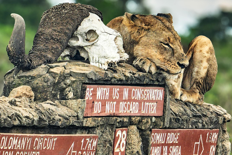 Nairobi National Park: Photography-Focused Safari